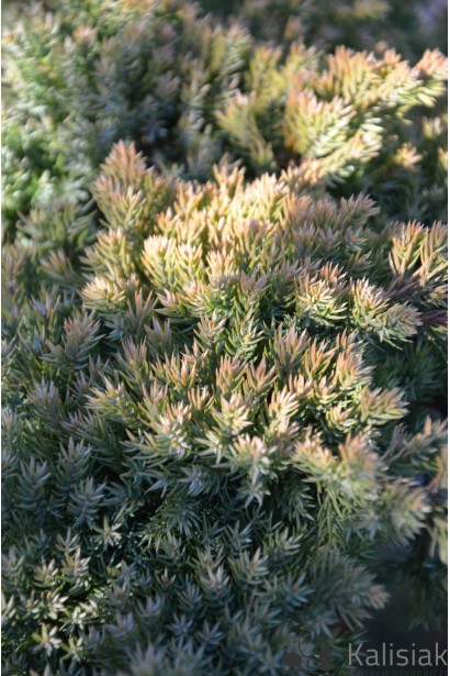 Ялівець лежачий Kishiogima із густим килимом. 